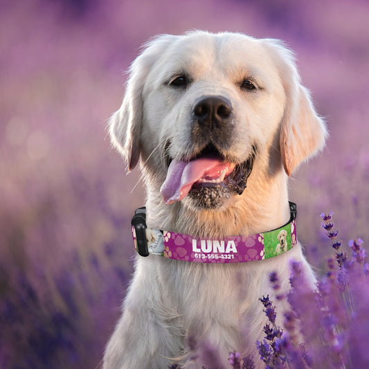 Personalized Pet Collar